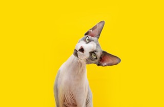 Gatti che non perdono pelo: quali razze rientrano nella categoria