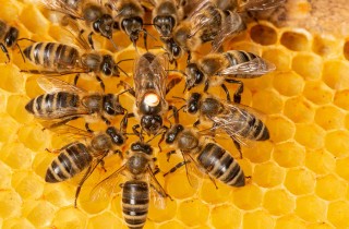 Come proteggere le api (e proteggere anche il pianeta)