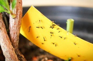 Come sbarazzarsi dei moscerini delle piante in casa