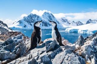 I pinguini sono in via di estinzione: 3 curiosità che forse non conosci
