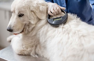 Microchip nei cani obbligatorio: ecco cosa sapere