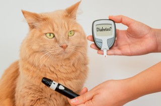 Diabete nei gatti: i sintomi da non sottovalutare