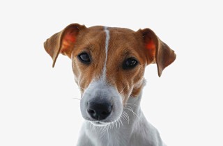 7 cose da sapere sul pedigree dei cani