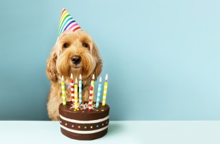 Festa di compleanno per il cane: 5 idee per il nostro amico