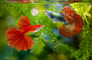 Acquari di piccola dimensione: quali sono i pesci migliori?