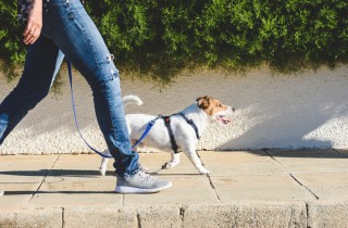 Cane senza guinzaglio, 10 pericoli che può correre