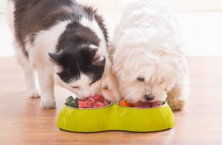 Le migliori verdure per cani e gatti