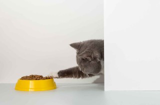 Perché il gatto ha sempre fame?
