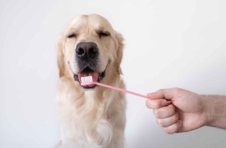 Quando usare il dentifricio per cani
