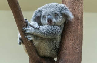 Animali in via di estinzione: il koala e rischi per l’Australia