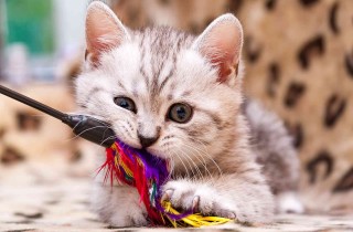 Giochi per gatti: cosa regalare a Micio