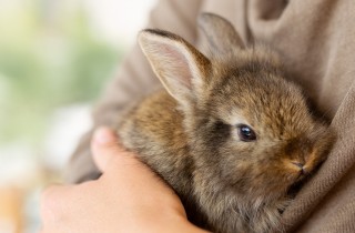 Come prendersi cura di un coniglio domestico
