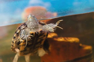 10 cose da sapere prima di adottare una tartaruga d'acqua