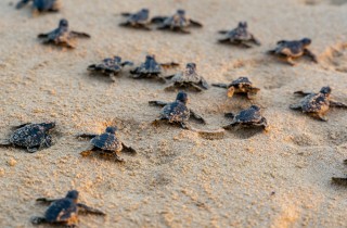 Le tartarughe marine sono in pericolo a causa del cambiamento climatico