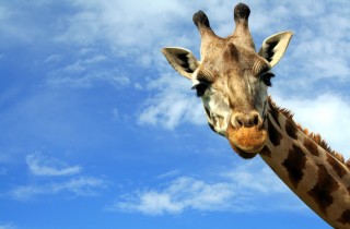 Le giraffe sono a rischio estinzione: cosa si può fare per salvarle?