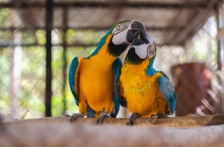 Quali sono i pappagalli più affettuosi?