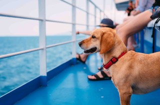 Come viaggiare in traghetto con gli animali domestici