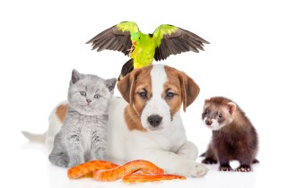 7 consigli per la cura degli animali domestici