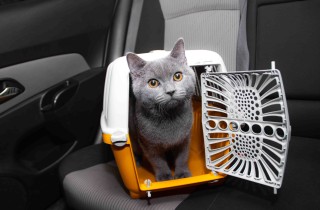 Gatti in auto: come trasportarli in sicurezza
