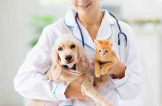 Come ottenere il certificato veterinario di buono stato di salute