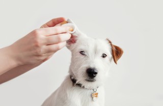 Come pulire le orecchie del tuo cane