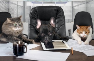 Al lavoro con cani e gatti: 10 benefici