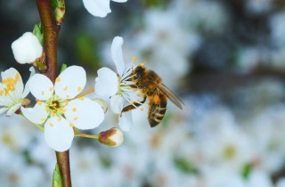 L'elenco dei fiori per attirare le api