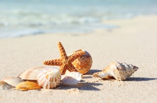 Sfondi desktop conchiglie spiaggia: 7 immagini gratis stupende