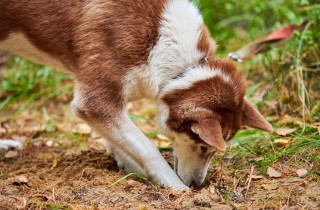 Perché il cane mangia la terra?