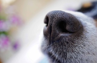 Cani molecolari: le razze con l'olfatto migliore da addestrare