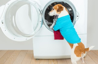 raffigurato un cane appoggiato all'oblò della lavatrice, lavaggio per sbiancare magliette bianche con stampe
