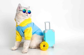 A chi affidare i gatti quando si parte per le vacanze