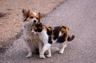 Come aiutare cani e gatti randagi
