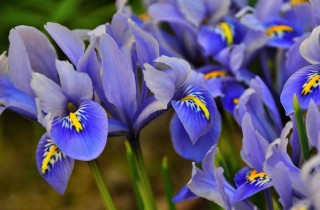 Come prendersi cura di una pianta di iris