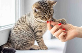 Perché i gatti leccano le nostre mani?