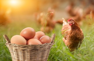 Uova di galline allevate a terra, all'aperto o in gabbia: qual è la differenza?