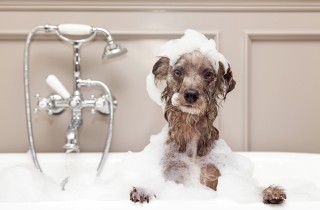 Ogni quanto dovresti lavare il tuo cane?