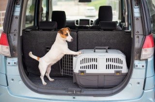 Trasportino per cani: consigli per fare la scelta giusta 