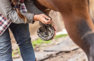 Come curare gli zoccoli dei cavalli