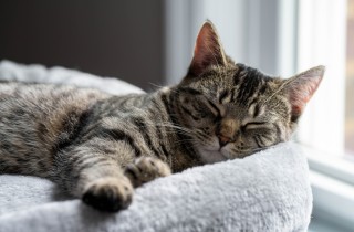 Perché il gatto dorme di più in inverno?
