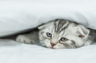 I gatti soffrono di depressione?