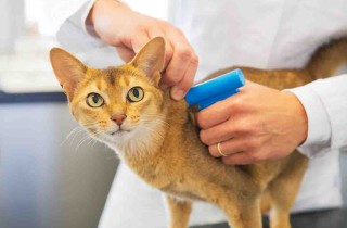 Microchip nei gatti: 10 cose da sapere