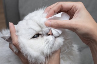 Come gestire le infezioni agli occhi dei gatti