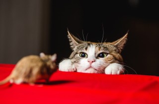 Perché il gatto porta a casa topi e animali morti?