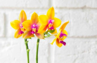 Orchidee: significato dei fiori in base al colore