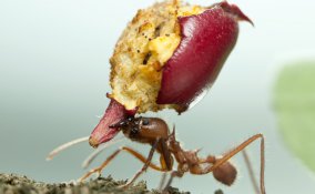 come eliminare le formiche