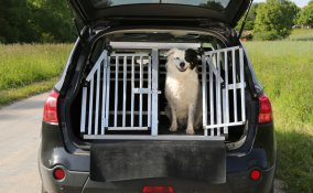 cane auto viaggio sicurezza rete divisoria legislazione 