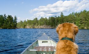 cane barca mare ordine igiene sicurezza vacanza corso vela