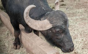 oroscopo cinese bufalo