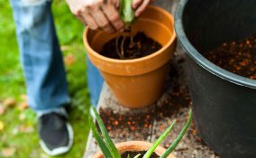 come coltivare l'aloe vera in casa